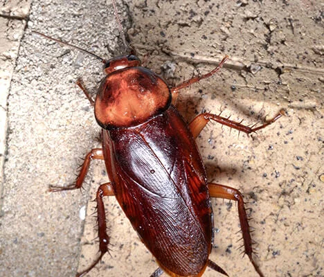 cockroaches control