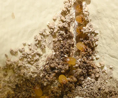 pest control service provider in baroda wood borer control